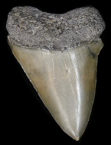 Fossil Mako Shark Tooth - Georgia #42269